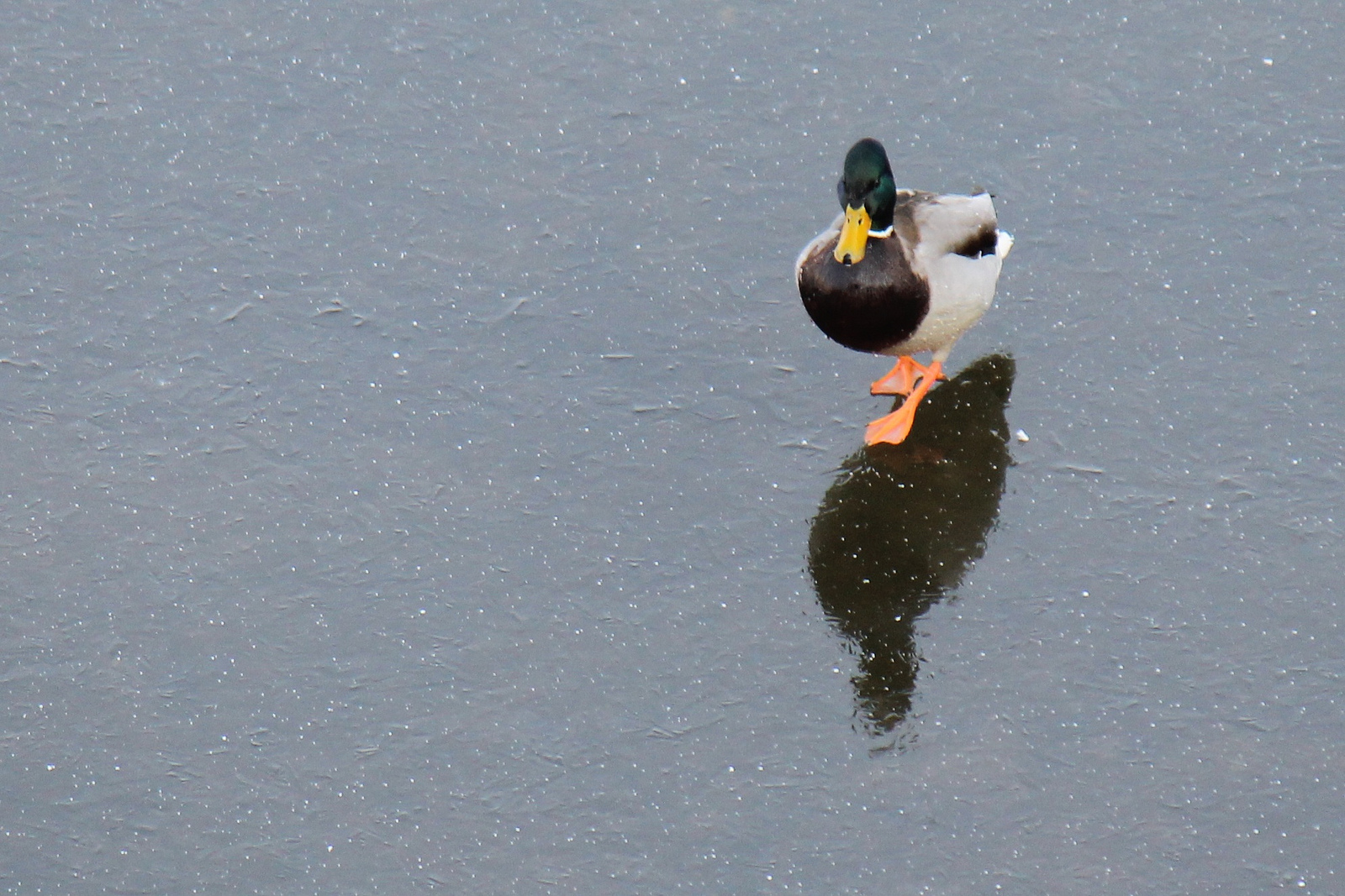 duck walking on frozen vltava